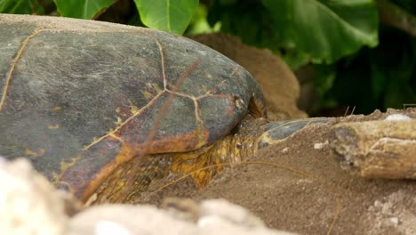 Echte-Karettschildkröte-Heben-Großen-Kopf-Versteckt-Hinter-Ast-Am-Strand