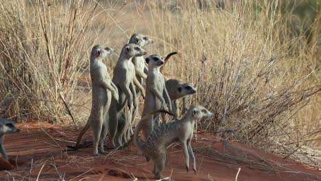 a family of suricate standing upright and looking in the red dunes, kgalakgadi transfrontier park.