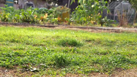 Allotment-with-greenhouse-low-panning-shot