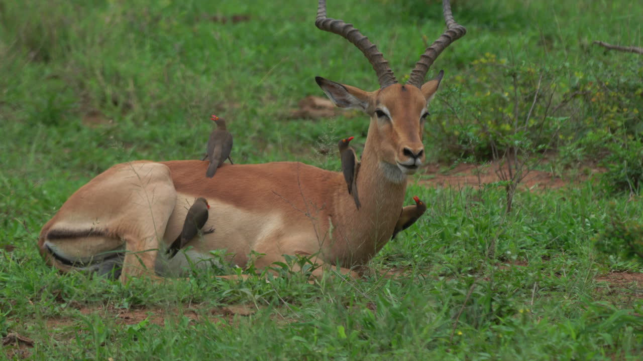 impala relajándose con pájaros de pico de buey en el pasto largo y exuberante pastoreando comiendo el parque nacional kruger big five primavera verano exuberante vegetación johannesburg sudáfrica vida silvestre cinematográfica de cerca seguir el movimiento