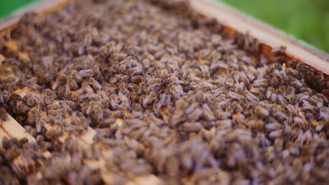 abejas productoras de miel