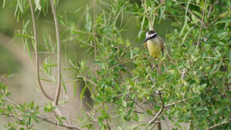 conspicuous great kiskadee, pitangus sulphuratus, perching on fruitful tree, looking around and fly away with leaves swaying in the wind at ibera wetlands, pantanal conservation area, close up shot