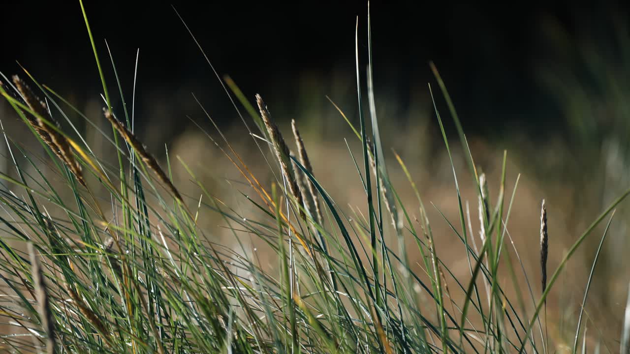 이른 아침에 초원에서 초록색 잔디  ⁇  사이에서 건조한 잔디 귀