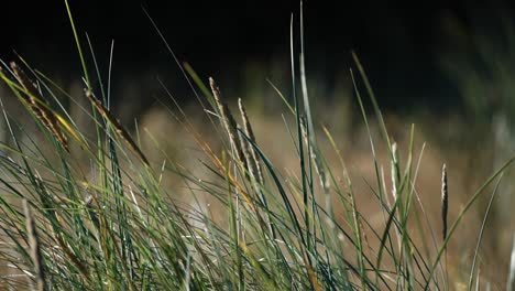 Dry-ears-of-grass-between-the-green-blades-of-grass-on-the-meadow-in-the-early-morning