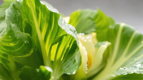 신선한 bok choy 잎의 클로즈업