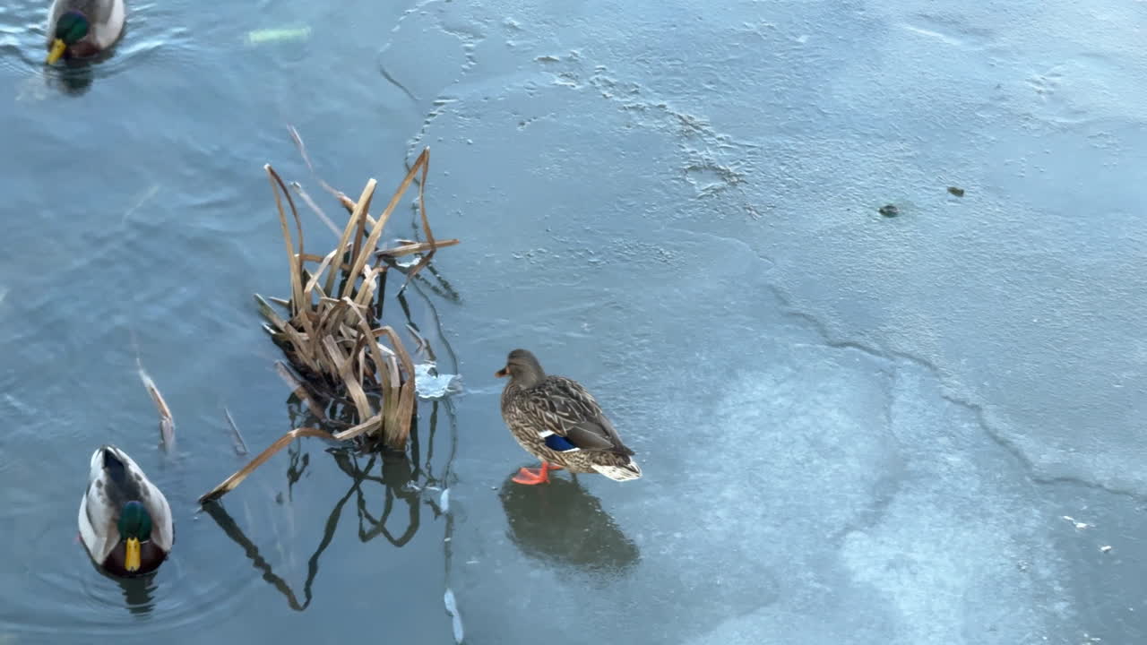 Mallard ducks on a frozen and partially thawed lake