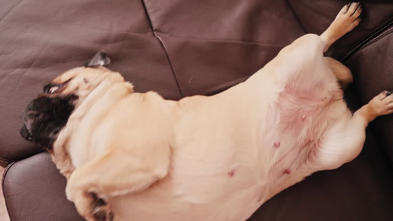 거실의 소파에 등에 누워있는 pug 개의 시야.