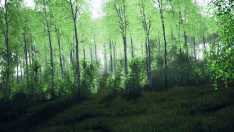 panorama-of-birch-forest-with-sunlight