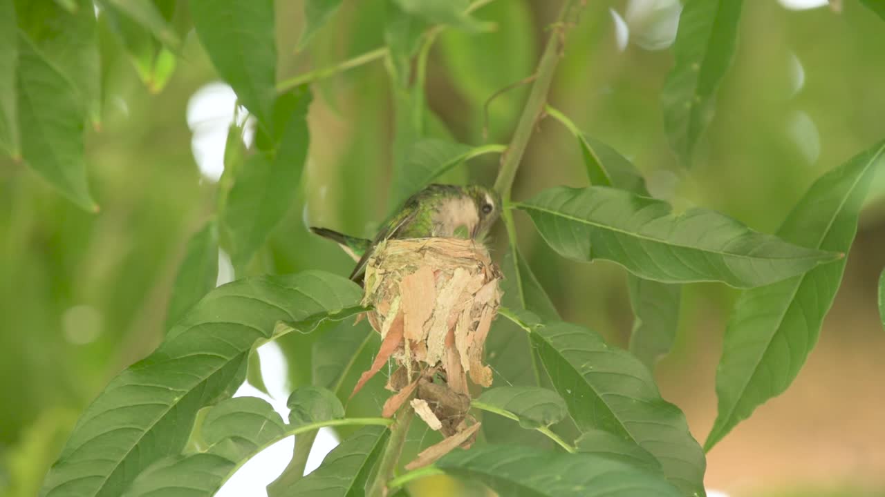 hembra colibrí esmeralda de vientre brillante anulando un nido en el bosque
