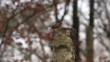 A-stationary-close-footage-of-the-Eurasian-nuthatch-bird-or-also-called-wood-nuthatch