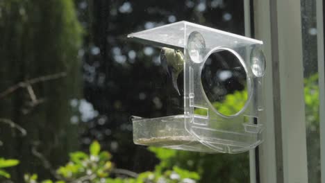 slow motion blue tit drops onto bird feeder, grabs seed then flies away