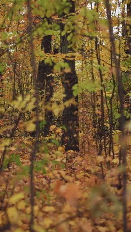 primer plano del bosque de otoño lleno de vibrantes hojas amarillas y verdes que cubren el suelo, mostrando la belleza de la naturaleza mientras los árboles se elevan por encima, capturando la esencia del otoño en el bosque