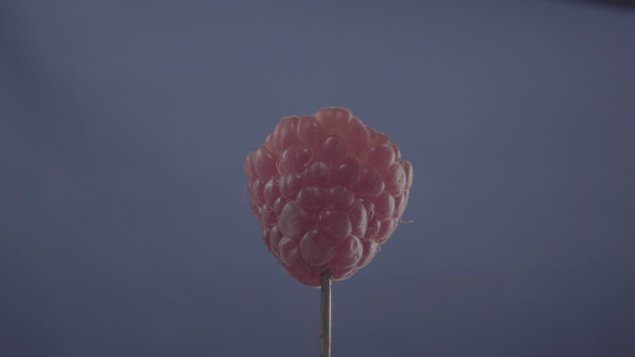 Raspberry rotating with loop on blue screen for chroma key