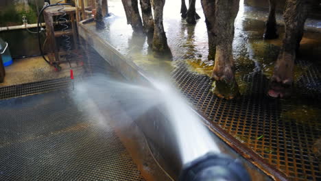 高壓水龍頭洗淨牛飼養區域的pov射擊