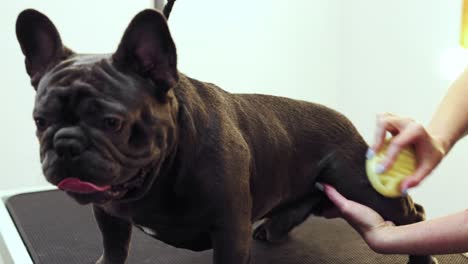 el aseo del bulldog francés