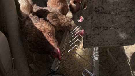 feeding chickens on a farm
