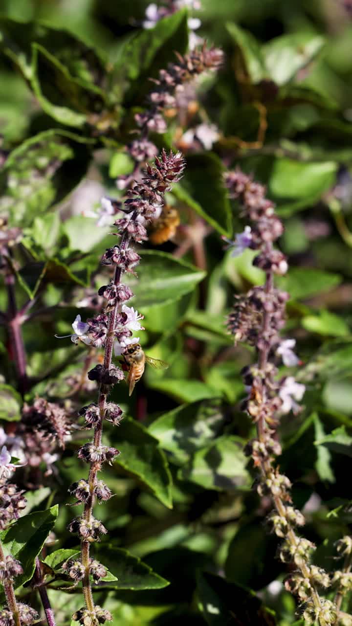 Un'ape raccoglie attivamente nettare dai fiori di basilico sacro in un giardino lussureggiante, con luce solare naturale e una profondità di campo ridotta che evidenzia la scena.