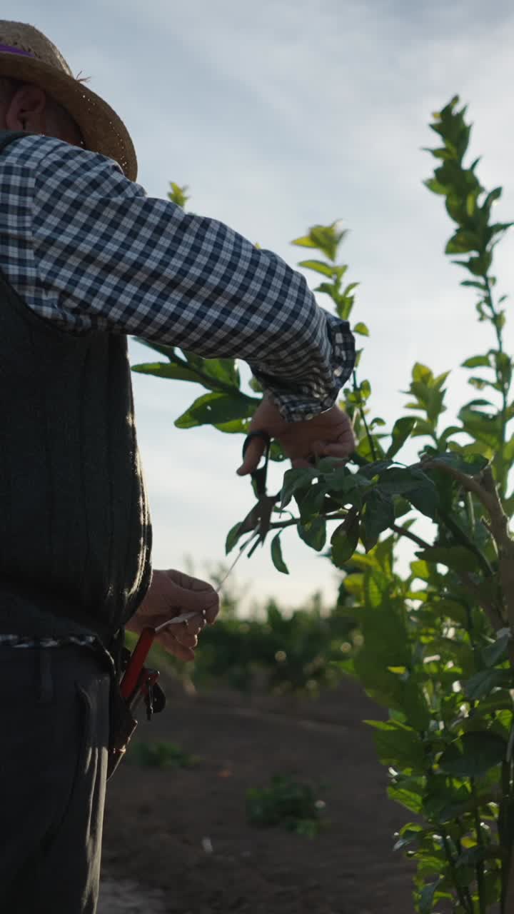 Man pruning plants in a sunny outdoor setting