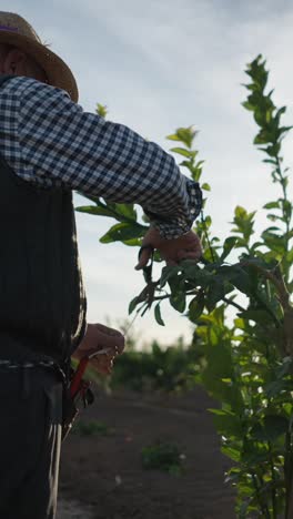 man pruning plants in a sunny outdoor setting