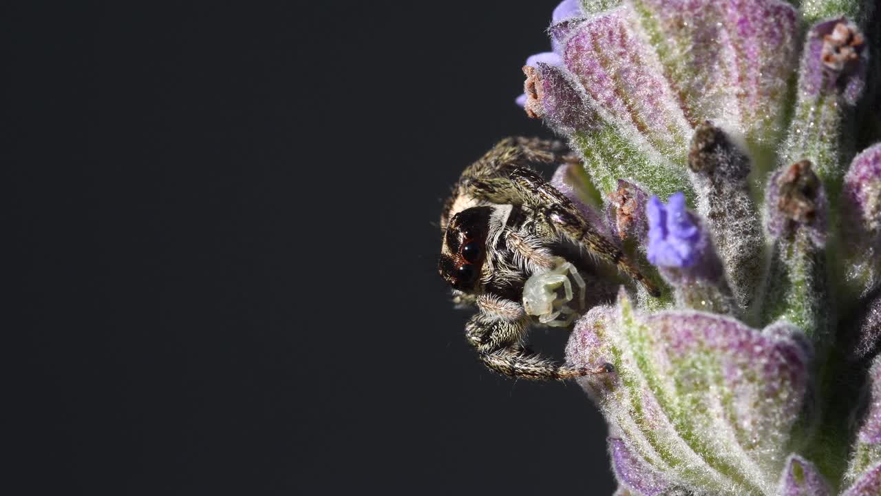 araña saltadora, fondo borroso limpio oscuro