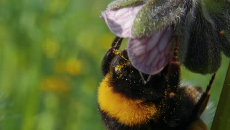 Makroaufnahme-Einer-Gelben-Und-Schwarzen-Hummel,-Die-Damit-Beschäftigt-Ist,-Eine-Lila-Blume-Zu-Bestäuben