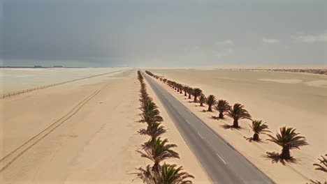 desert road with palm trees