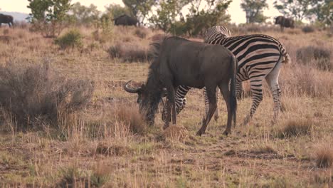 el ñu y la cebra de las llanuras pastan uno al lado del otro en la sabana africana