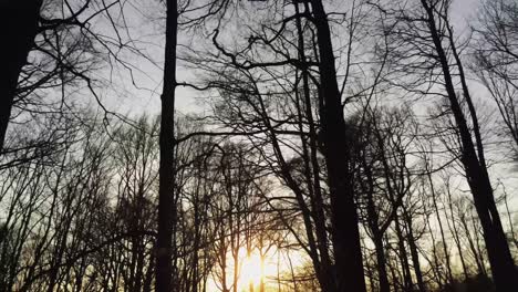 Low-golden-winter-sun-piercing-bare-silhouetted-trees-of-a-frozen-deciduous-forest,-aerial-reveal