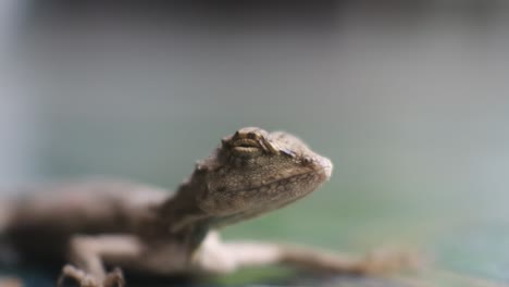 Una-Especie-De-Lagarto-De-árbol-De-La-Tribu-Agamidae