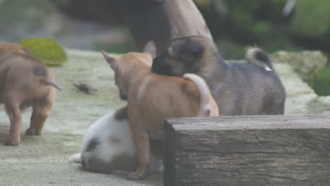 puppies plying with each others