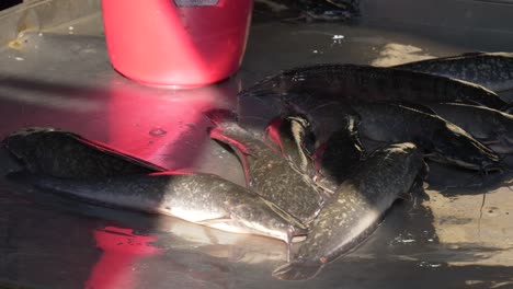 Lebender-Wels-In-Der-Sonne-Auf-Dem-Asiatischen-Fischmarkt-Zu-Verkaufen