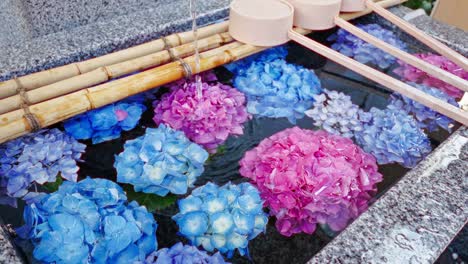 beautiful hydrangea in shrine water