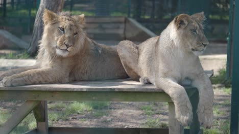 two lion cubs resting on a wooden platform