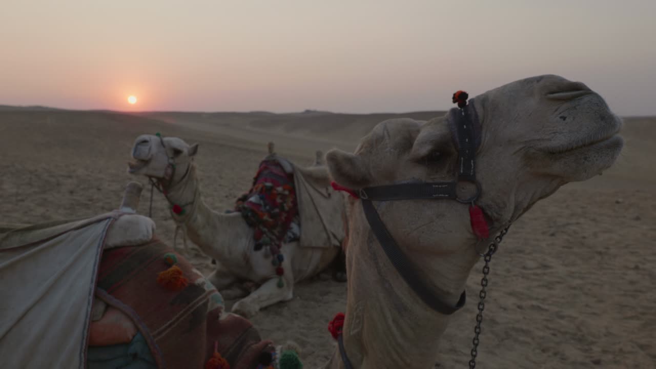 Tramonto nel deserto, cammelli sdraiati sulla sabbia. Egitto