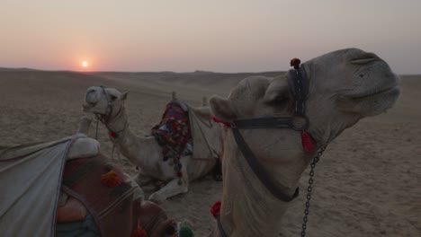 sunset in the desert, camels lying in the sand. egypt