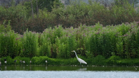 Great Egret and other birds in a marshy area