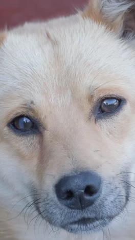 close-up of a light-beige puppy