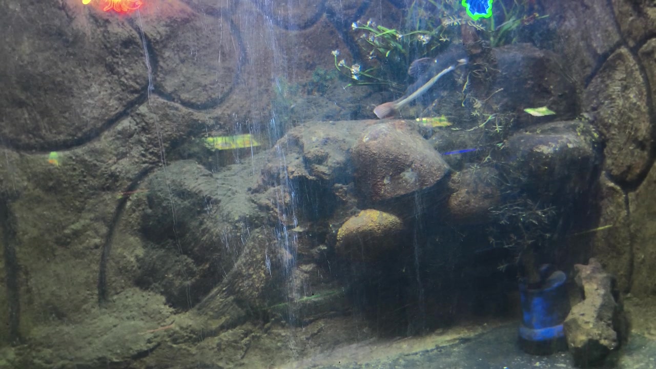 Fisk svømmer i et akvarium med klippebaggrund