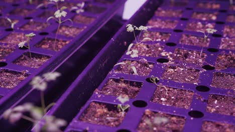 pink led light shining over small seedlings in the growing trays