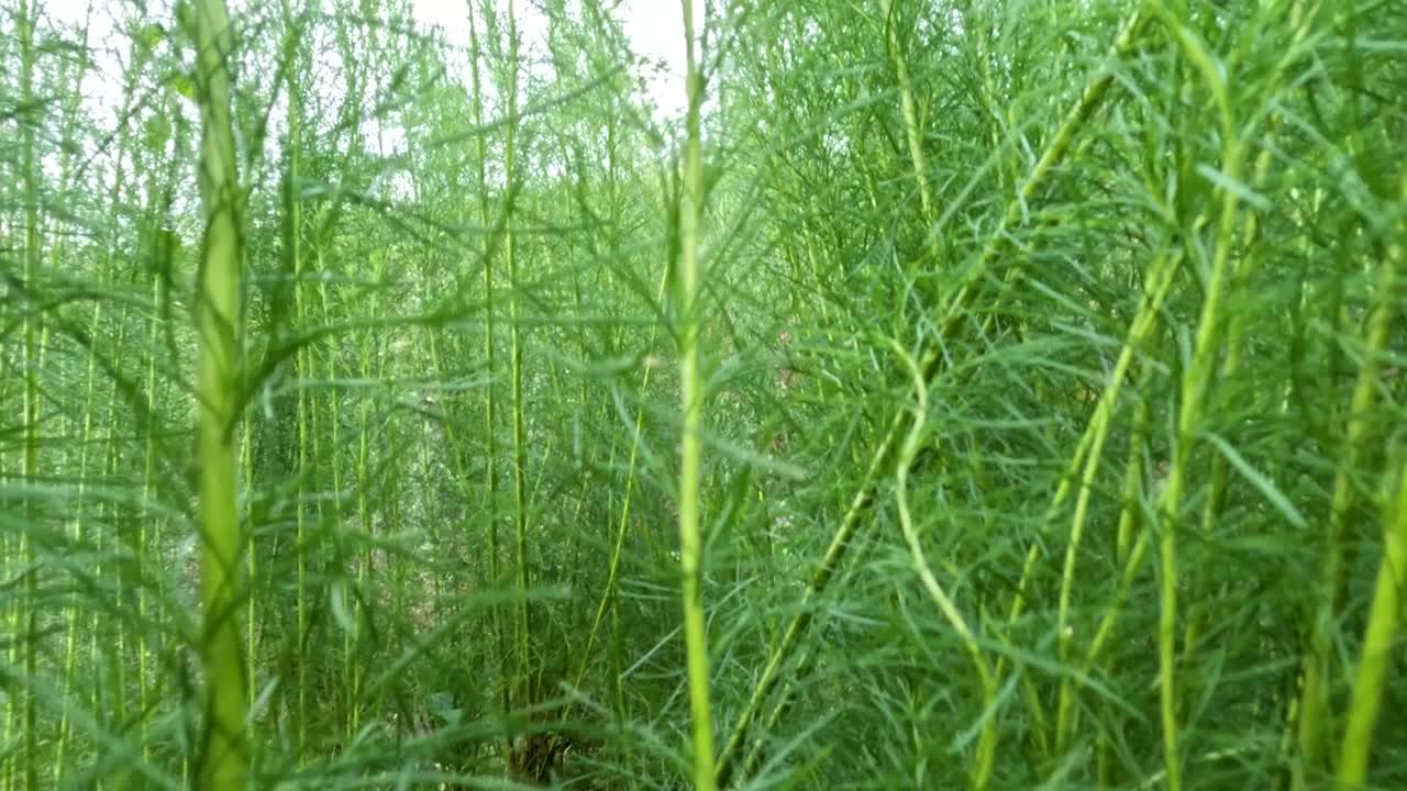 planta de hinojo que tiene hojas como pequeños tallos con un centro hueco, los tallos y las hojas son verdes