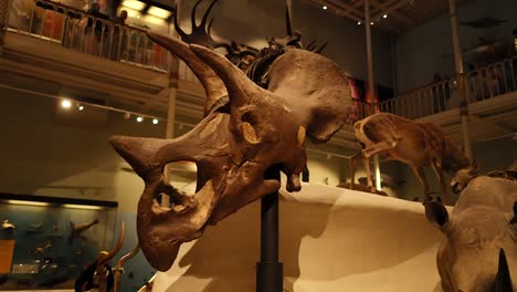 triceratops skull fossil displayed in museum exhibit