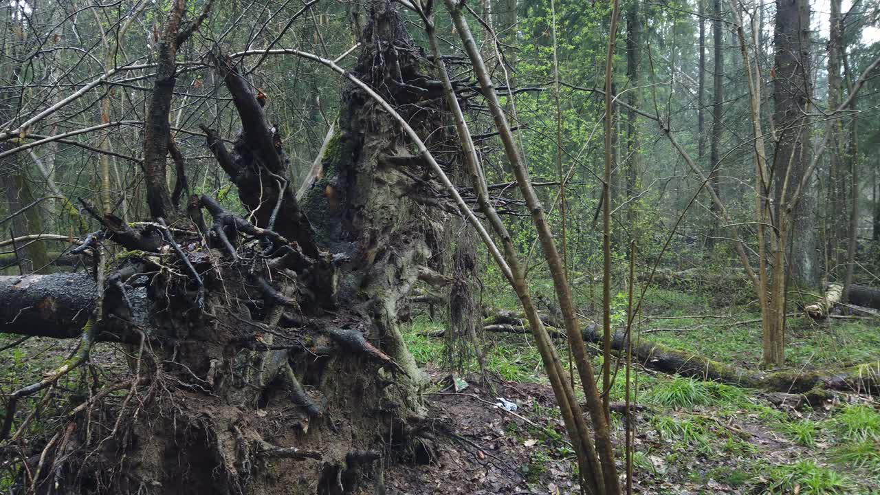 Beautiful mystic forest with green moss and lovely sun rays with misty steam and rain.