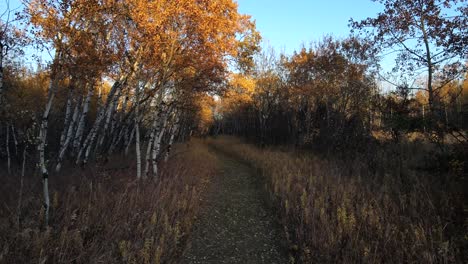 Drone-flying-forwards-slowly-through-a-Canadian-forest-at-sunset-during-fall-season