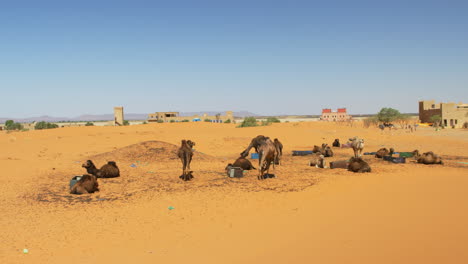 una manada de camellos cerca de un pueblo en merzouga, marruecos