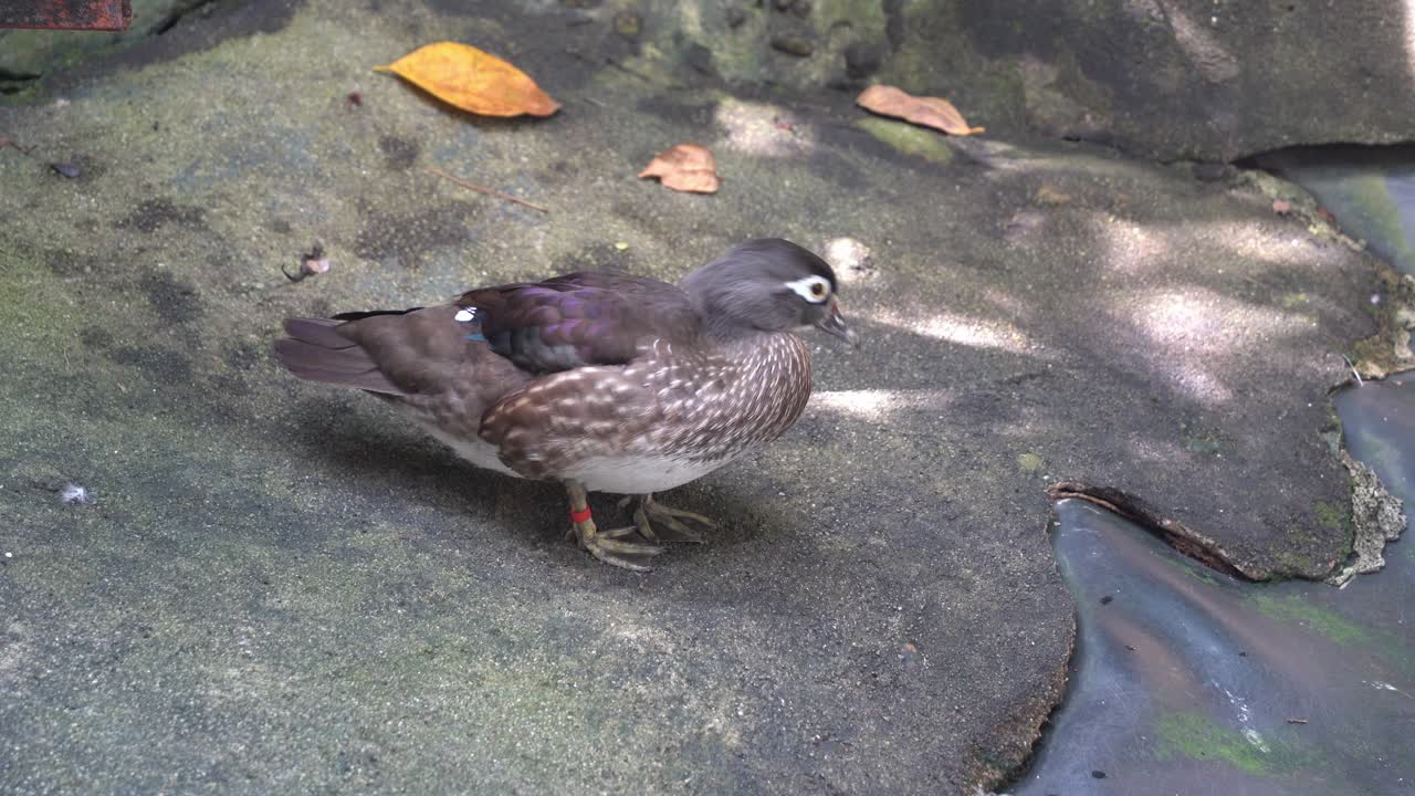 암컷 나무 오리, 둔한 깃털을 가진 aix sponsa, 조류 보호 구역 야생 동물 공원의 물가에서 뒤뚱거리며 총을 닫습니다.