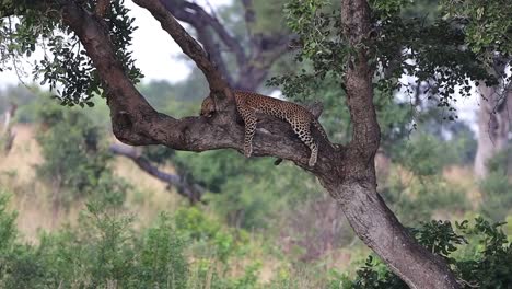 African leopard sleeping in tree after successful hunt and feed, telephoto