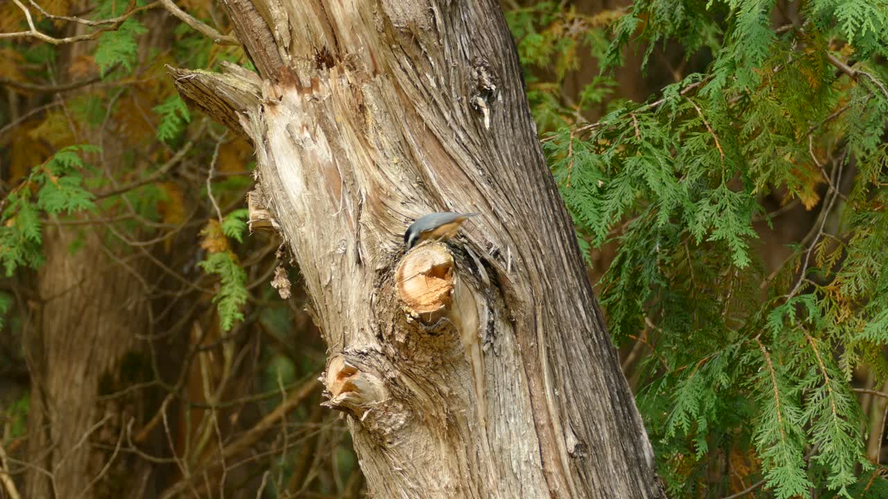 숲에서 나무 줄기를 쪼는 새