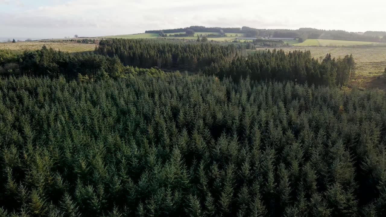 Rotating aerial view of vast dense forest and lake in countryside