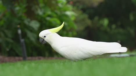 White-Cockatoo-close-up-looking-cute-on-narrow-focus-green-lawn-grass