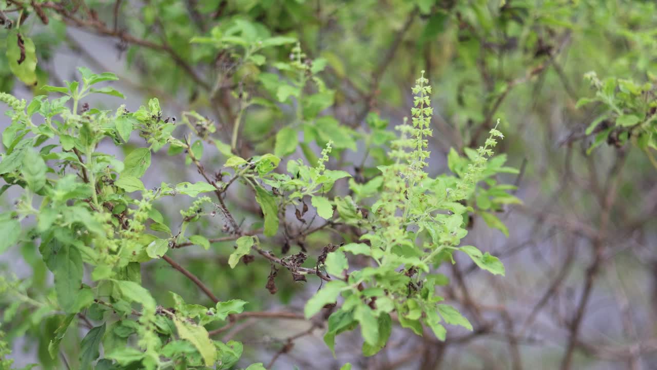 planta de albahaca floreciendo con el tiempo
